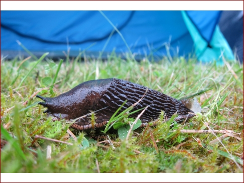 1. NissanHarzTreffen - Albumbild 11 von 341